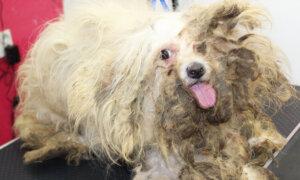 9-Year-Old Neglected Dog With Feces-Riddled Coat Gets First Shave, Looks Unrecognizable