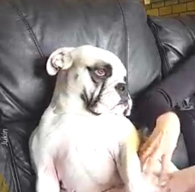 Dog Can’t Do Without His Belly Rubs!