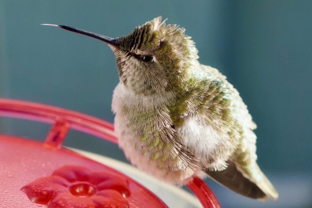 BC Animal Rescue Group Receives Dozens of Hummingbirds Injured by Cold