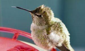 BC Animal Rescue Group Receives Dozens of Hummingbirds Injured by Cold