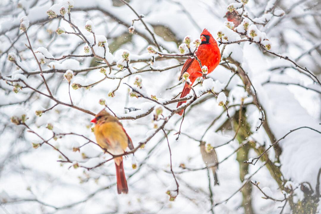 Attracting Cardinals to My Bird Feeder