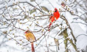 Attracting Cardinals to My Bird Feeder