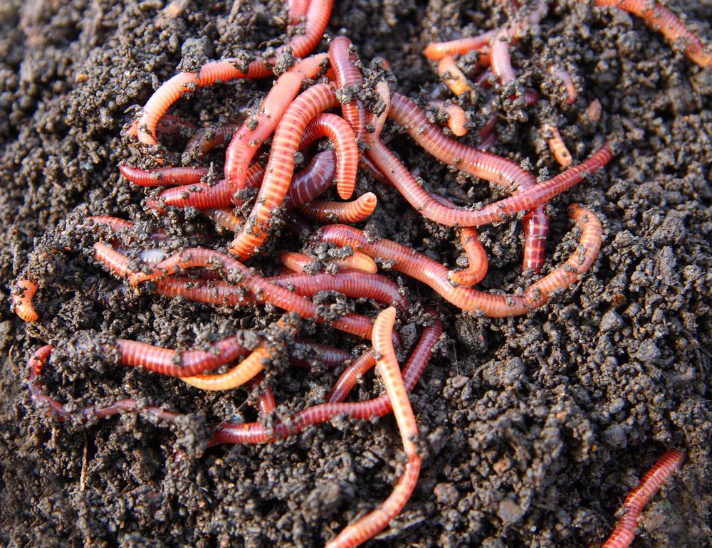 Red wigglers are among the most common and effective vermicompost worms. (Kokhanchikov/Shutterstock)