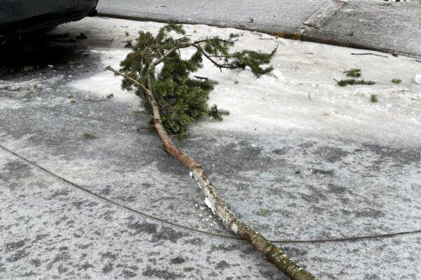 A tree branch over a once active wire at the scene in Portland, Ore., on Jan. 17, 2024, after the power line fell on a vehicle, killing three people. (Rick Graves/Portland Fire & Rescue via AP)
