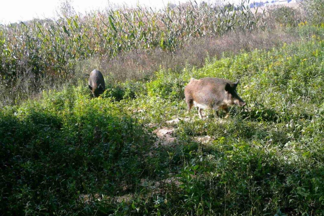 After Wildfires in 2023, BC Interior Faces Feral Hogs in 2024