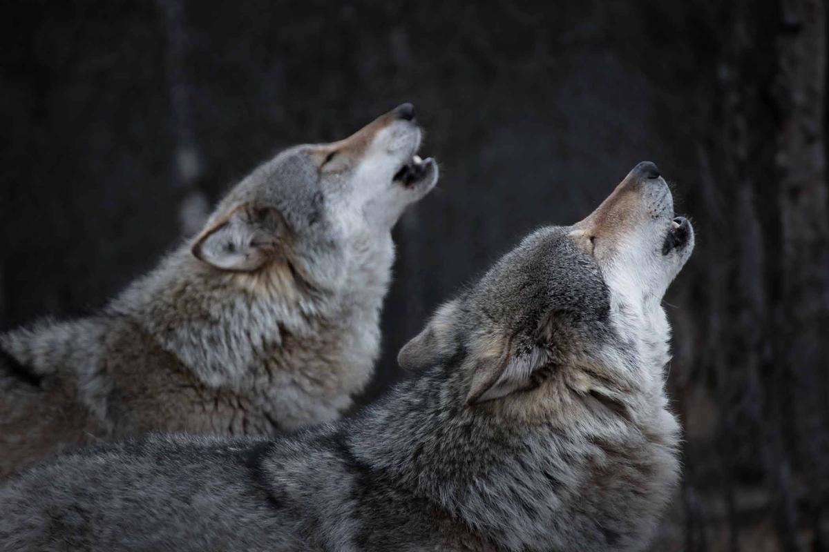 Two wolves howling in Norway. (Bjarne Henning Kvaale/Shutterstock)