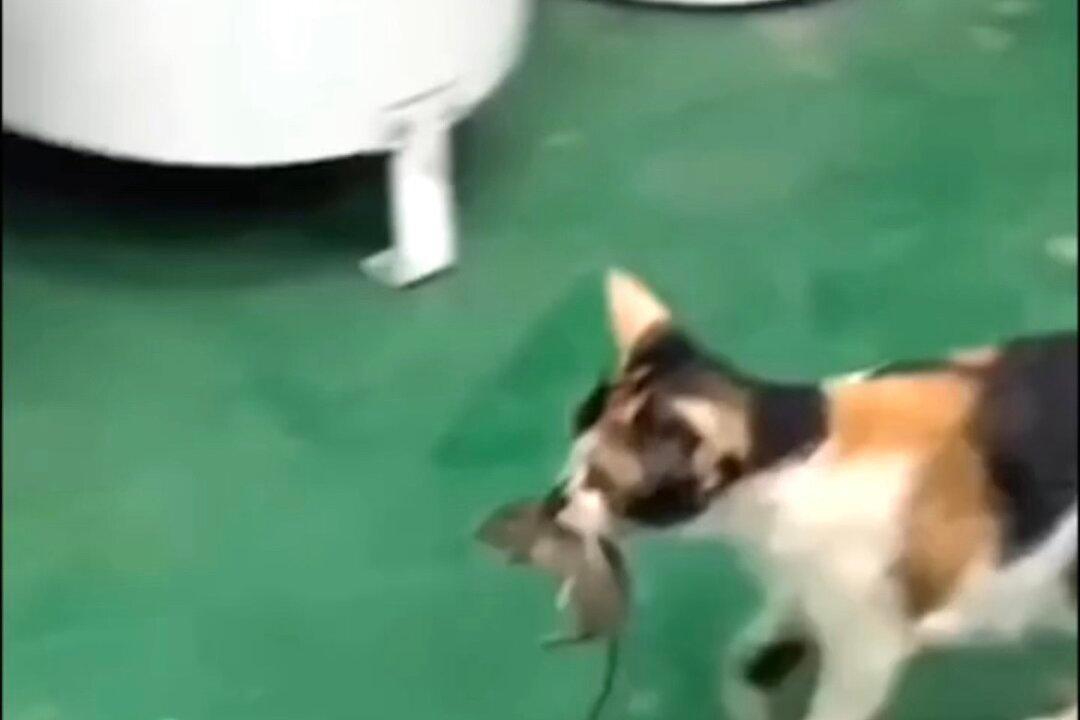 Cat Carries Mouse Over to Food Bowl so They Can Dine Together