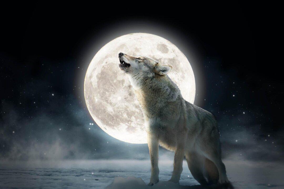 The First Full Moon of 2024—The ‘Full Wolf Moon’—Will Soon Rise, But Why Is It Called That?