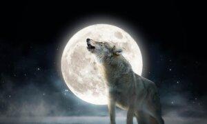 The First Full Moon of 2024—The ‘Full Wolf Moon’—Will Soon Rise, But Why Is It Called That?