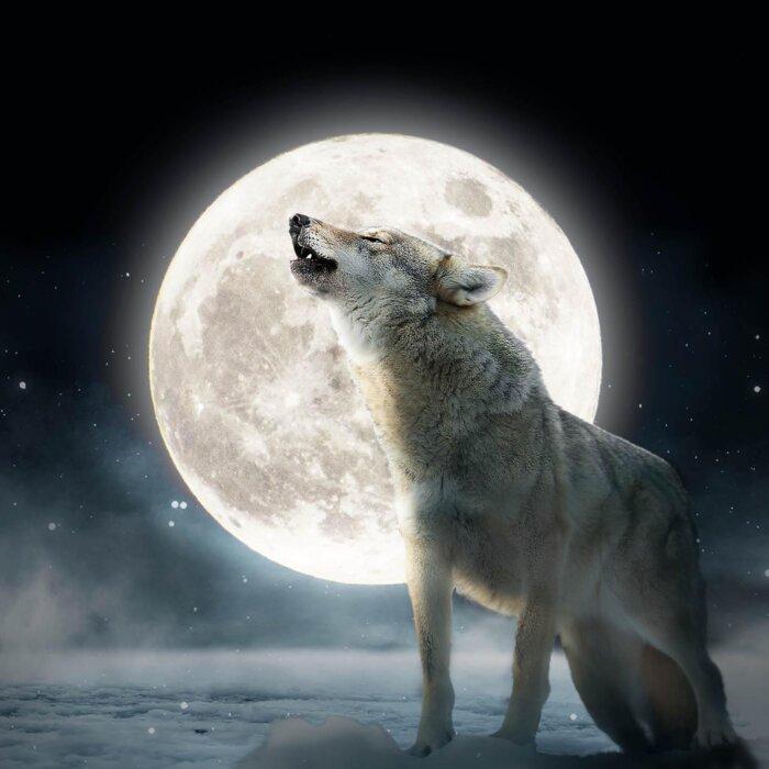 The First Full Moon of 2024—The ‘Full Wolf Moon’—Will Soon Rise, But Why Is It Called That?