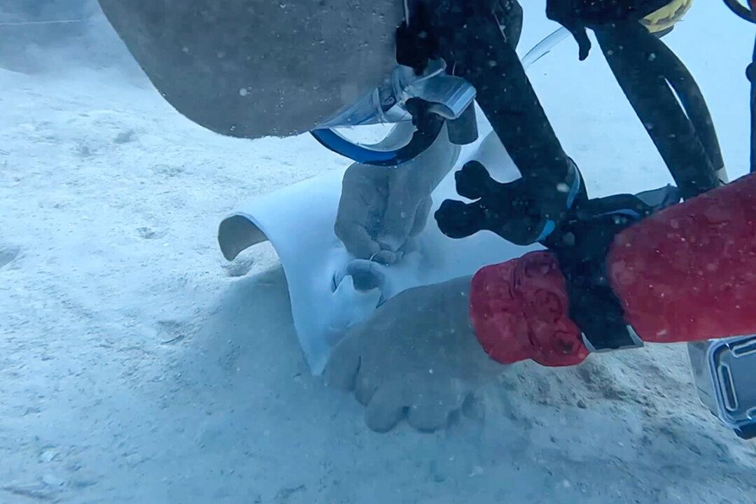 Scuba Diver Painstakingly Removes Discarded Fishing Hook From Frightened Stingray’s Mouth