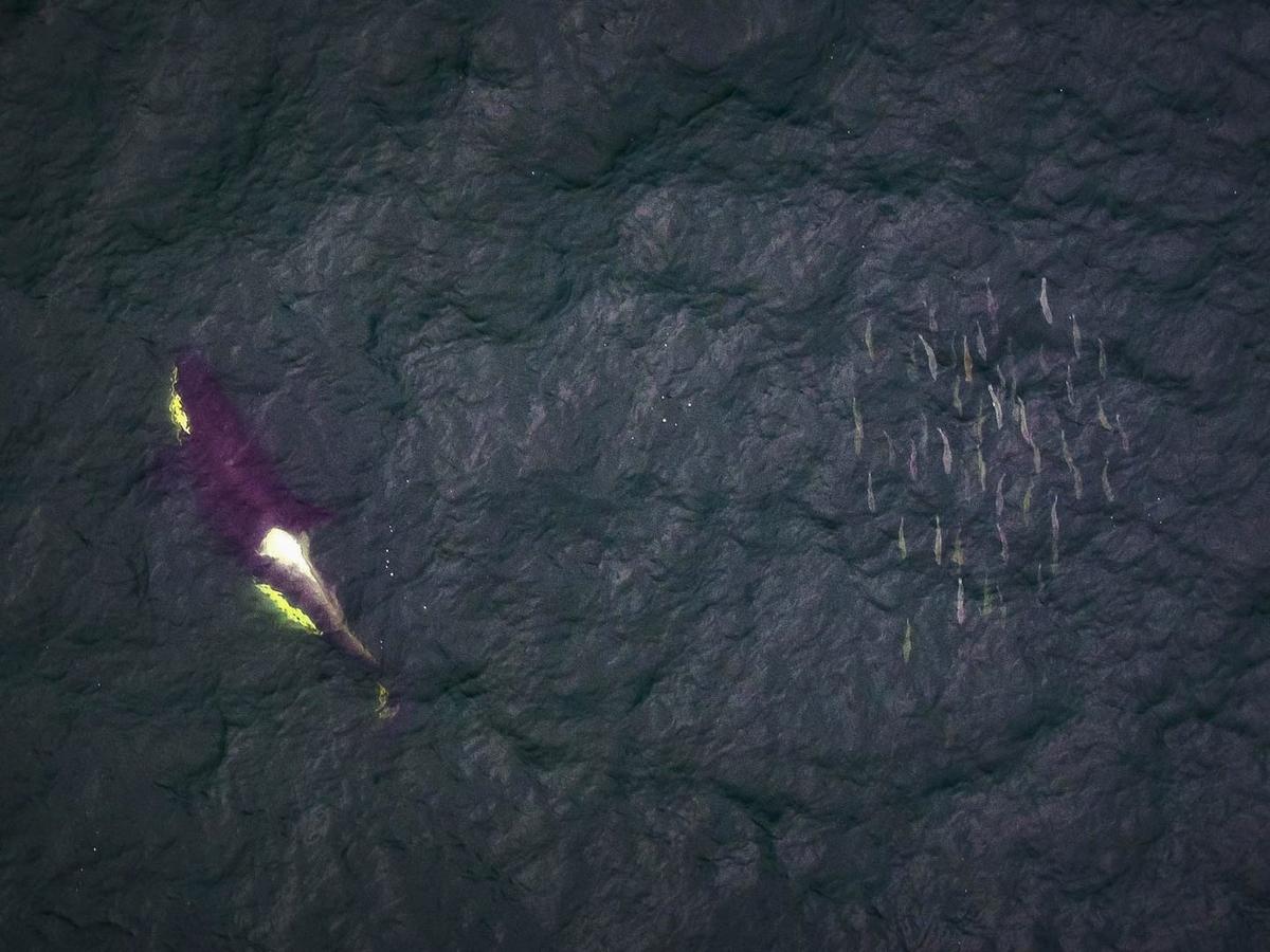 BC Trawlers Dump Thousands of Salmon, Depleting Orcas’ Food Source: Wildlife Group