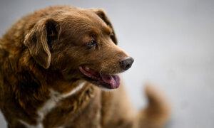 Debate over World’s Oldest Dog and Diet