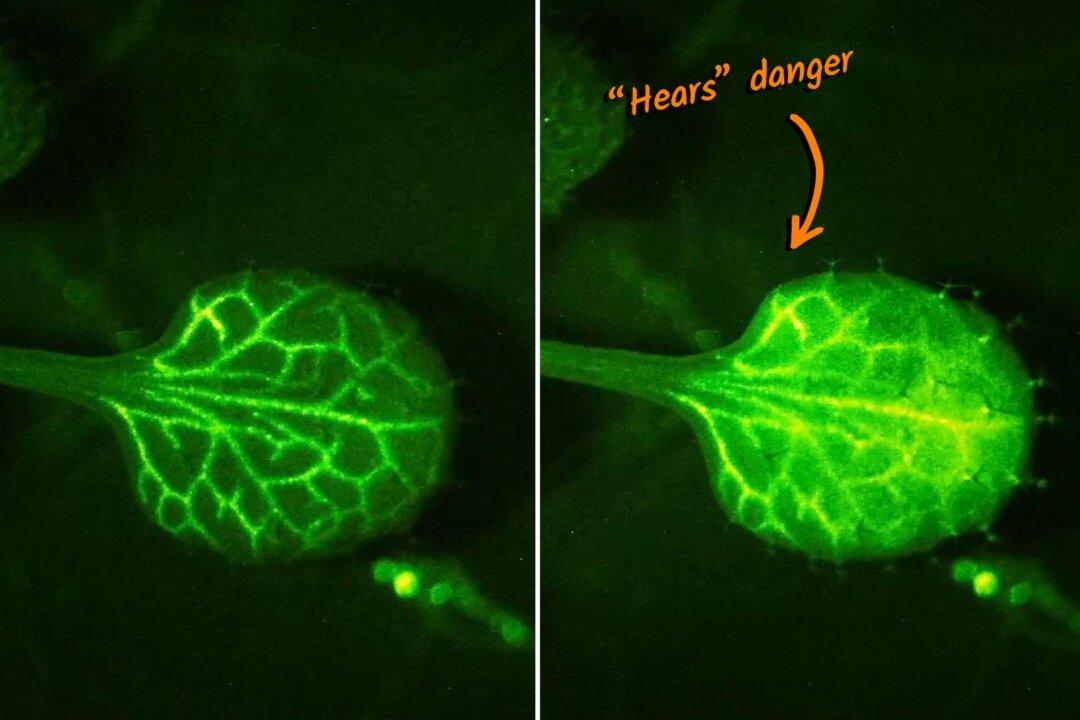 Scientists Film Plants ‘Hearing’ Warnings of Their Neighbors in Real-Time—And the Video Is Amazing