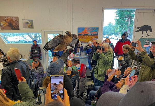 Visitors learn all about Ruby, a red-tailed hawk, at Hawk Watch in Ramona, California. (Photo courtesy of Hans Petermann)