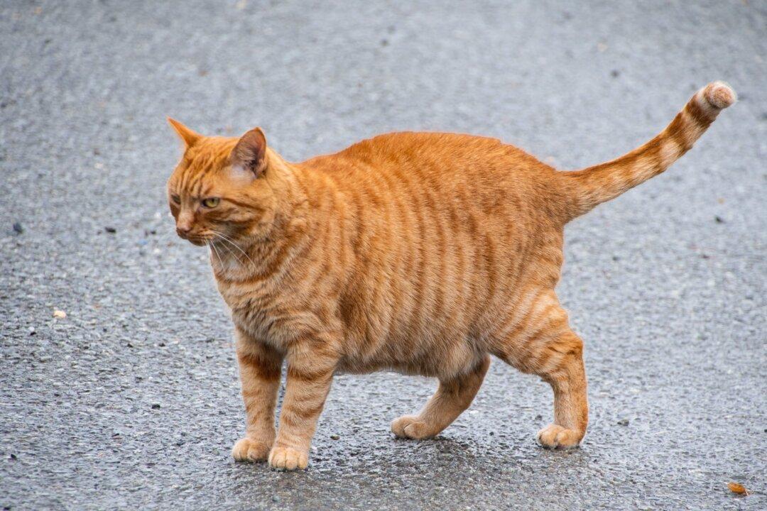 Pet Cat Thrown Off Train Died in Cold Weather; Now Thousands Want Conductor to Lose Her Job