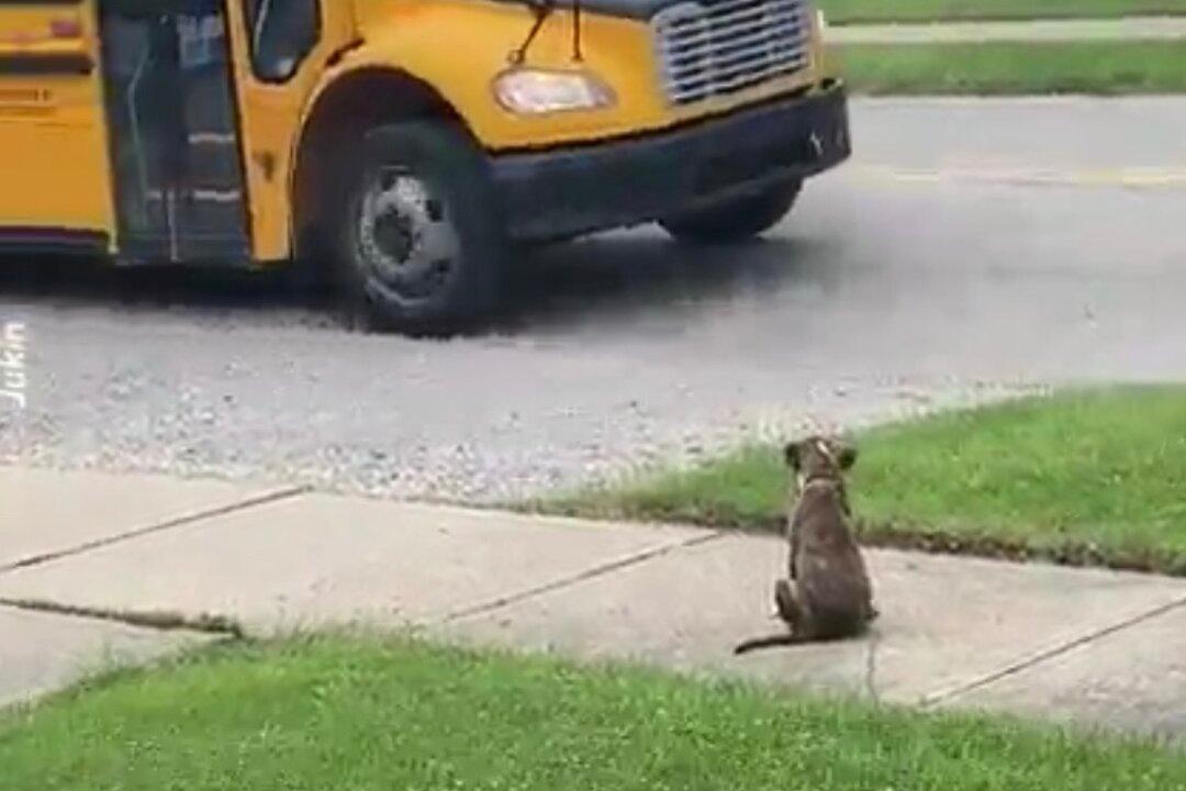 Puppy Waits Patiently For School Bus to Welcome His Master Home