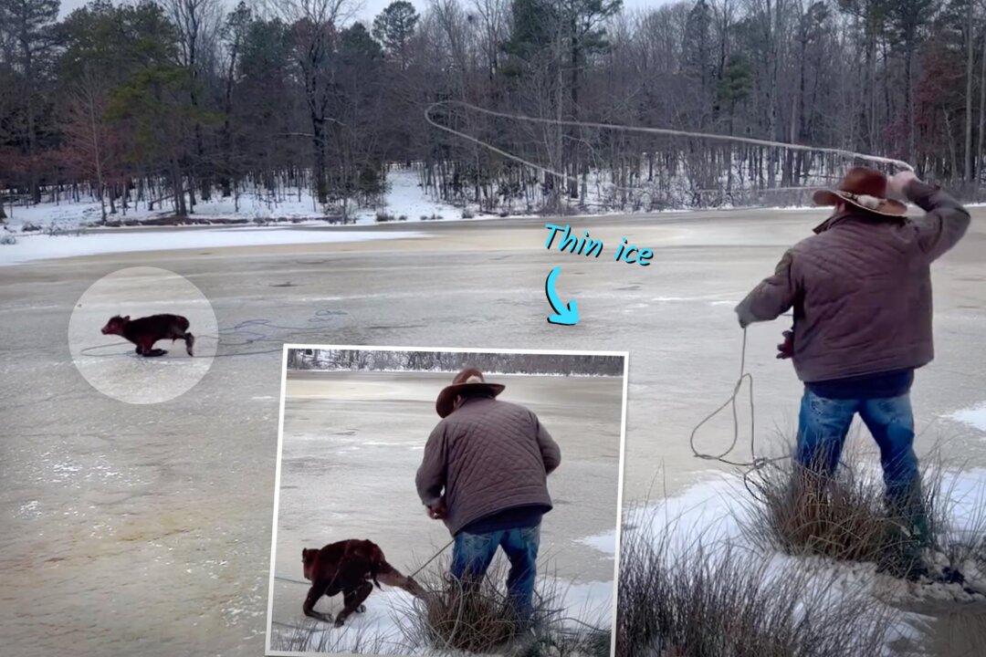 VIDEO: Calf Seen Trapped on Thin Ice—So Real-Life Arkansas Cowboy Springs Into Action With Lasso