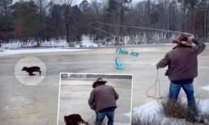 VIDEO: Calf Seen Trapped on Thin Ice—So Real-Life Arkansas Cowboy Springs Into Action With Lasso