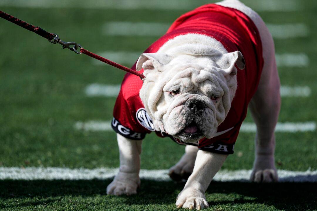 Former Georgia Bulldog Mascot Uga X Dies With 2 National Championships During His Term