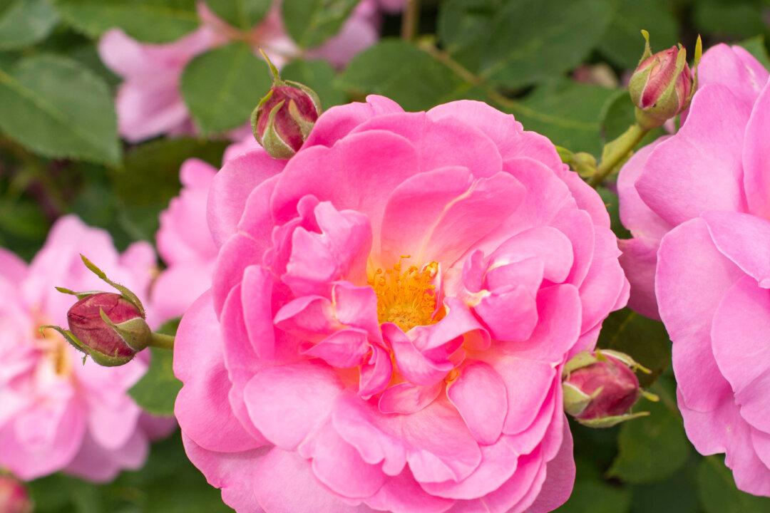 American Garden Rose Selection 2024 Winners