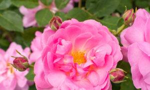 American Garden Rose Selection 2024 Winners
