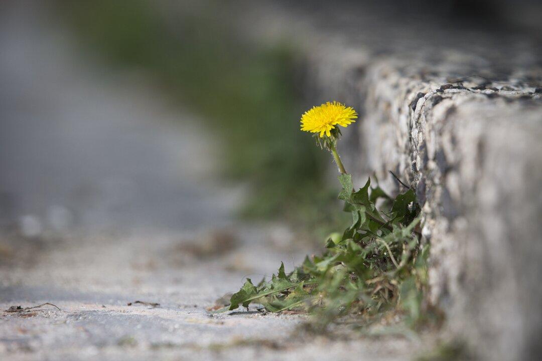 City Council Reverses Ban on Use of Weedkiller