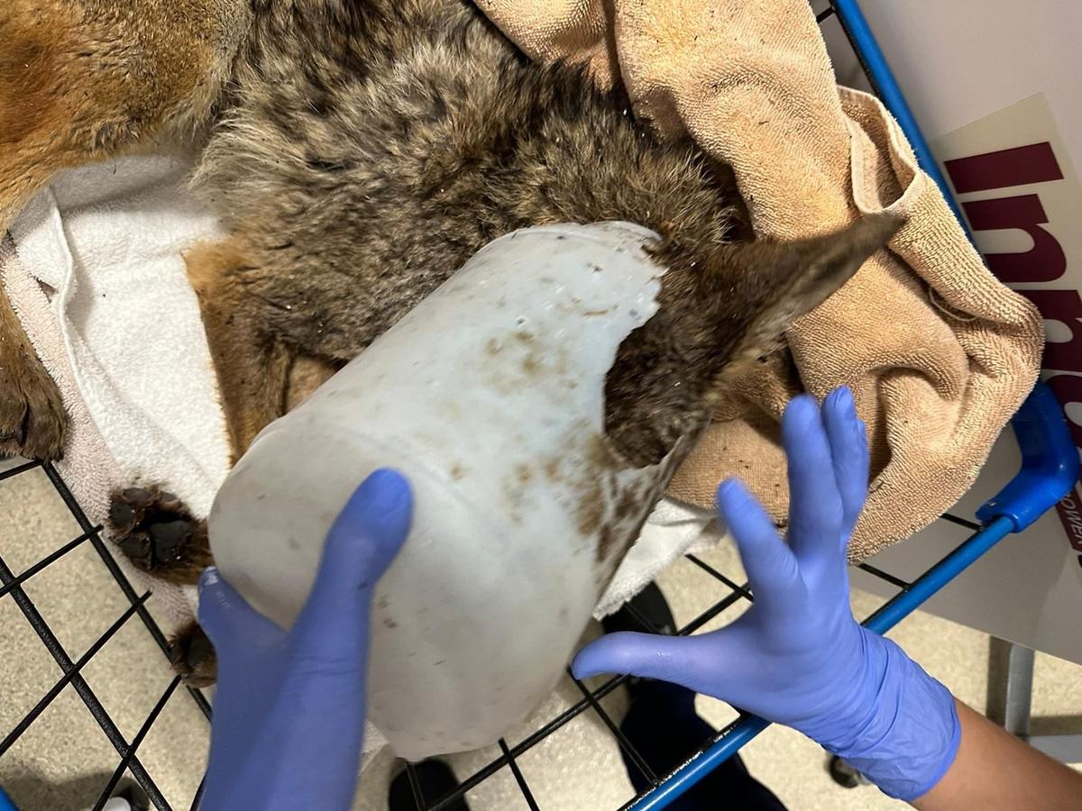 Coyote Stuck in Bucket Saved From San Diego Floods