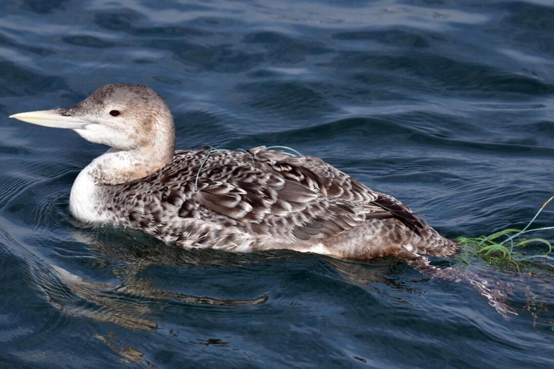 Rare Yellow-Billed Loon Found Tangled in Fishing Line in San Pedro