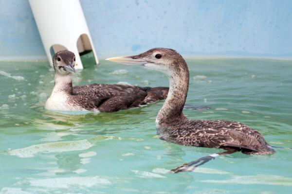 A yellow-billed loon (R) in the pelagic deep-water pool with a Common Loon at the International Bird Rescue's Los Angeles Wildlife Center in San Pedro, California. (Courtesy of International Bird Rescue)