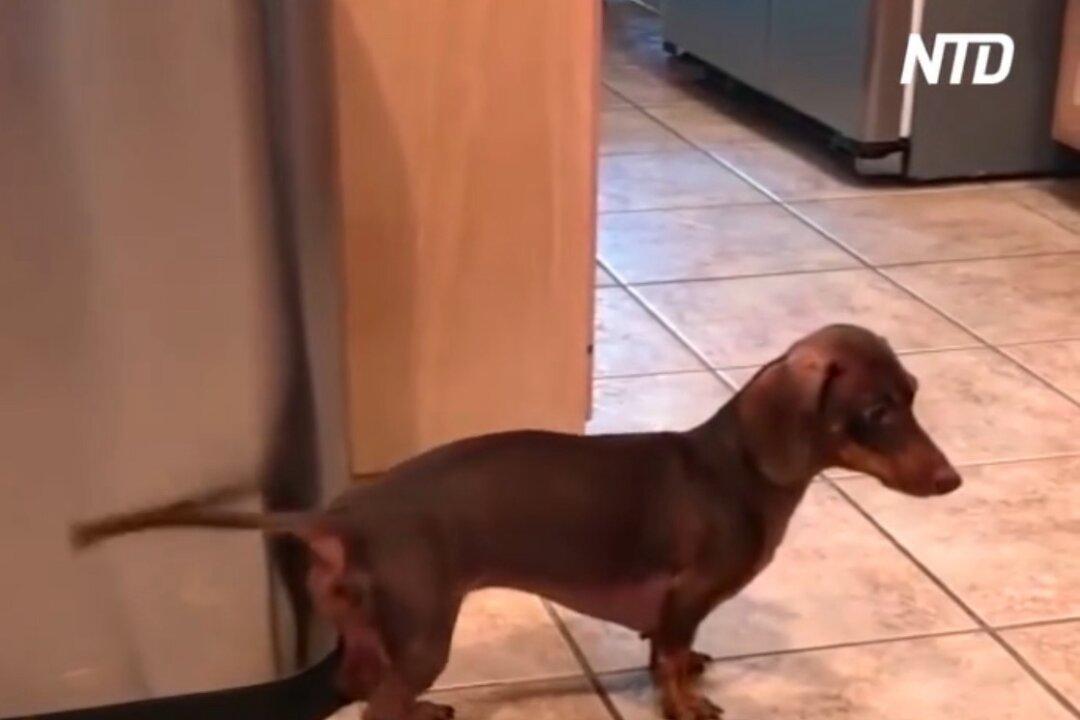 Dog Taps Tail on Bin to Make Drum Sound While Owner Sings Along