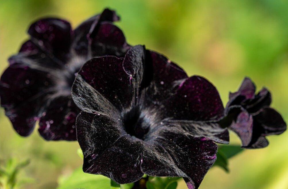 From Gothic to Gorgeous: How Black Flowers Are Transforming Gardens Worldwide