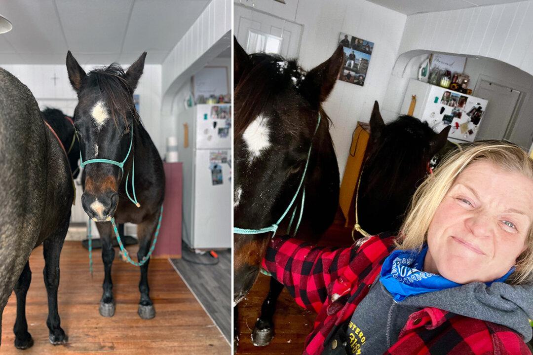 Owner Brings Horses Inside Her House to Keep Them Warm in Sub-Zero Temperatures