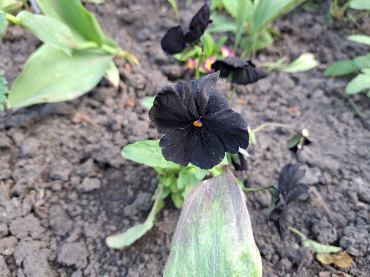 Black Pansy flower. (Shutterstock)