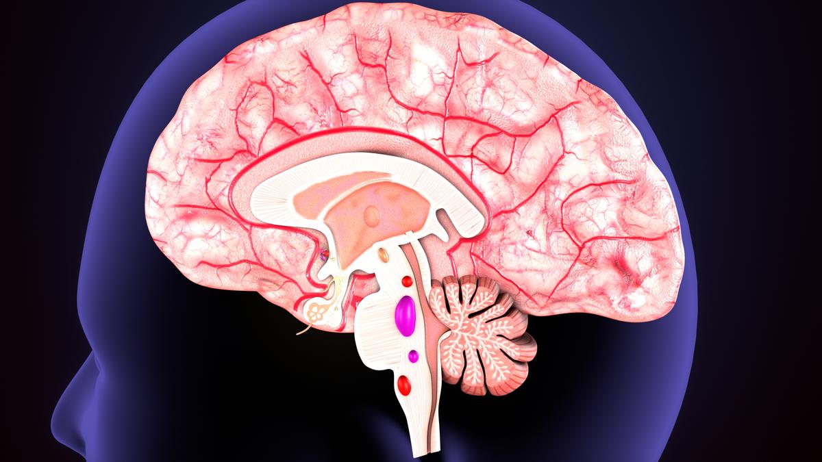 Scientists Uncover the Clue to Memory Formation