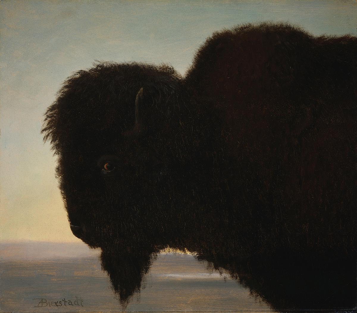 "Buffalo Head," circa 1879, by Albert Bierstadt. Oil on paper mounted on cardboard; 13.2 inches by 15.2 inches. Whitney Western Art Museum, Buffalo Bill Center of the West, Cody, Wyoming. (Public Domain)
