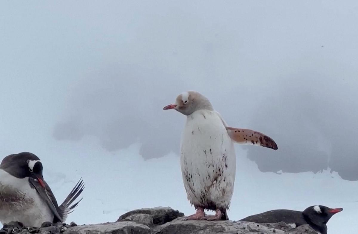 Scientists spotted a rare white gentoo penguin at the González Videla Base in Antarctica. (Courtesy Hugo Alejandro Harros Guerra/@hugoalejandro.h. via REUTERS)