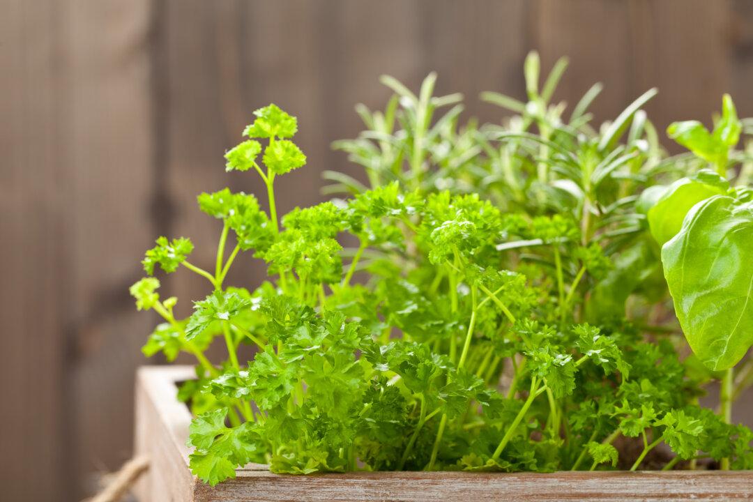 Growing Container Herbs