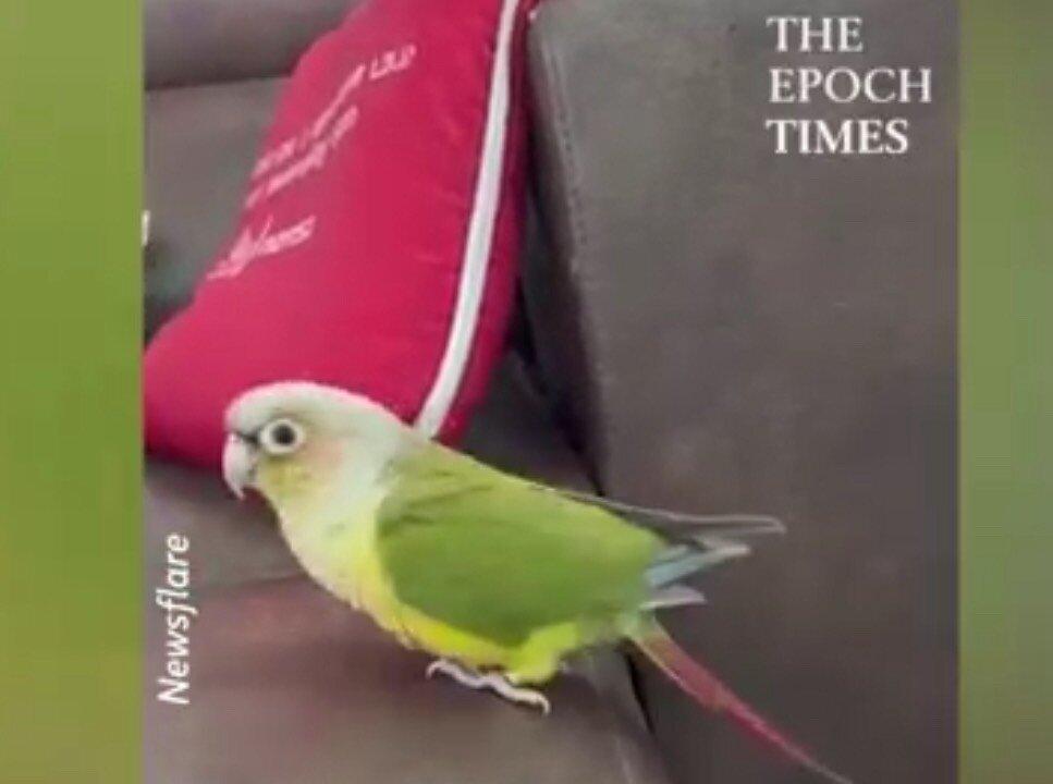 Adorable Parrot Shows Off Dance Moves, Vocal Talents