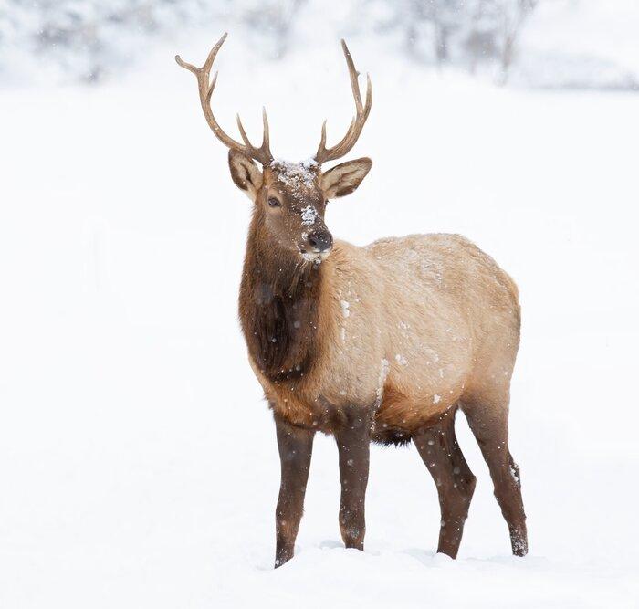 Midwinter Meat Meditations