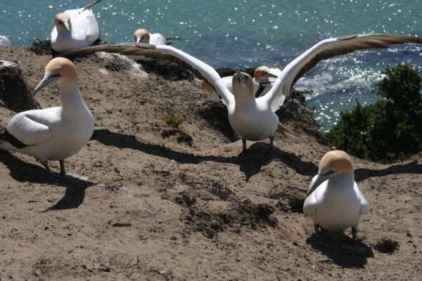 Guests of the Rosewood Cape Kidnappers can take a “safari” to see a colony of gannets that live on the high cliffs on the reserve. It’s the largest and most accessible gannet colony in the world. (Mary Ann Anderson/TNS)