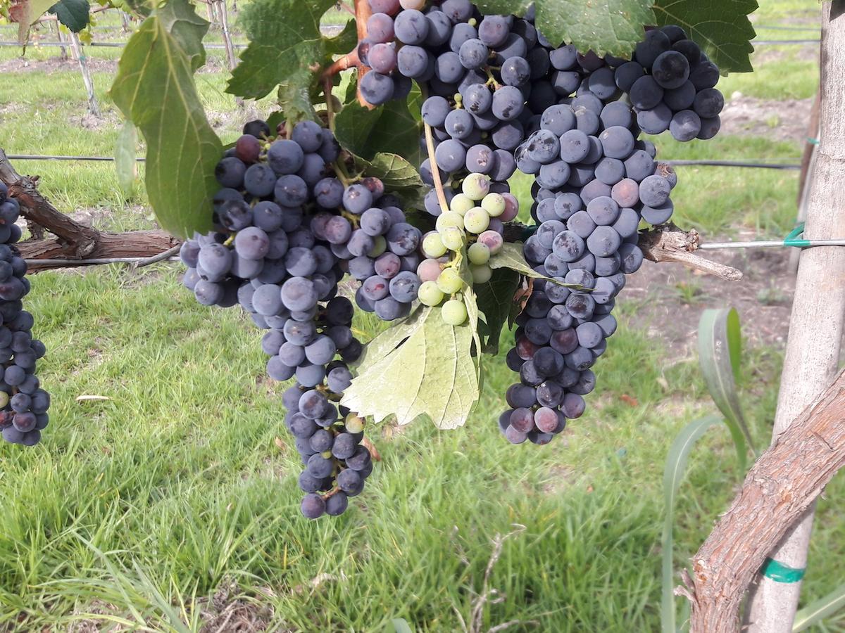 A Wine Tour Through the Vineyards of Mexico