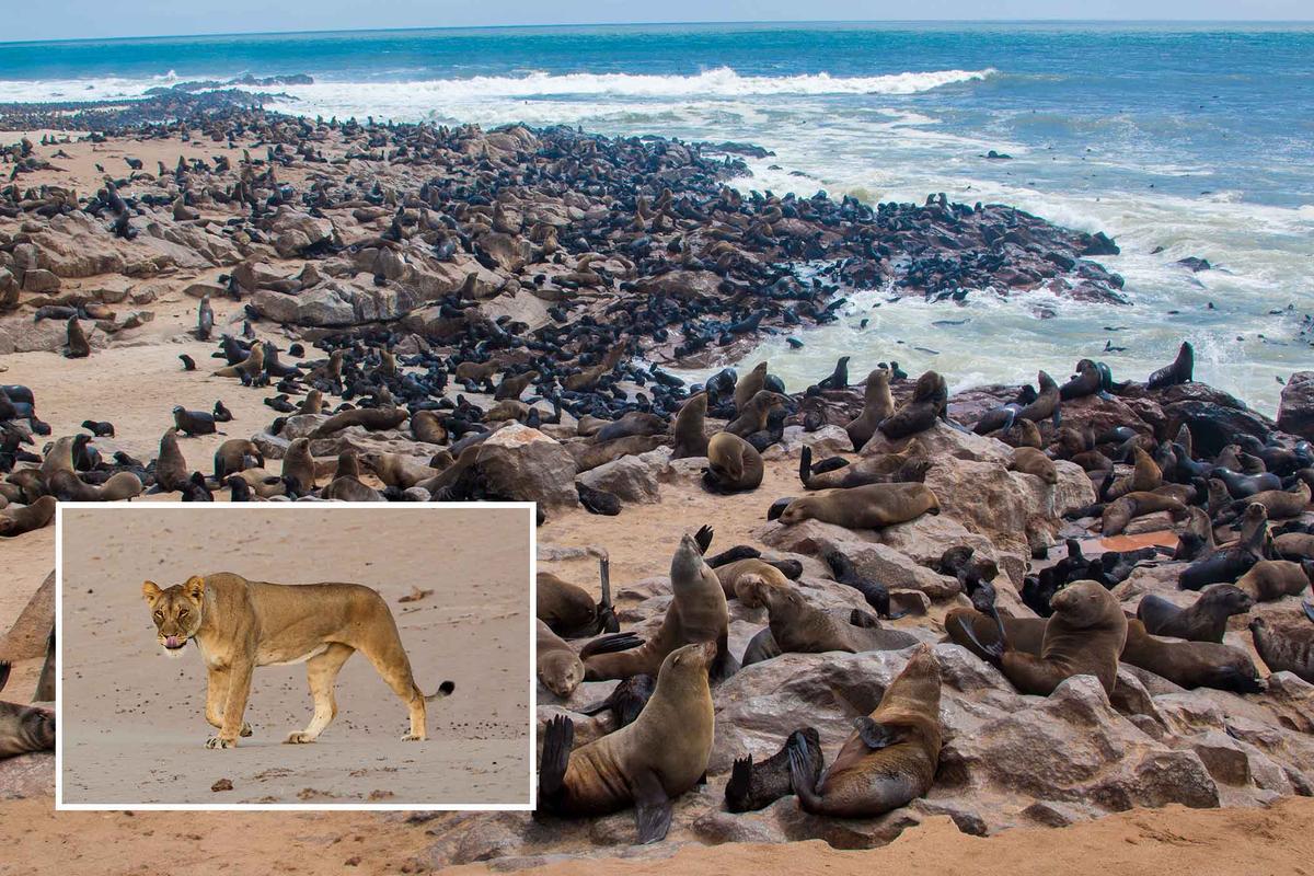 骷髏海岸上的海角海豹。 (francesco de marco/Shutterstock);插圖:骷髏海岸上的一隻雌獅。(Thomas Retterath/Shutterstock)