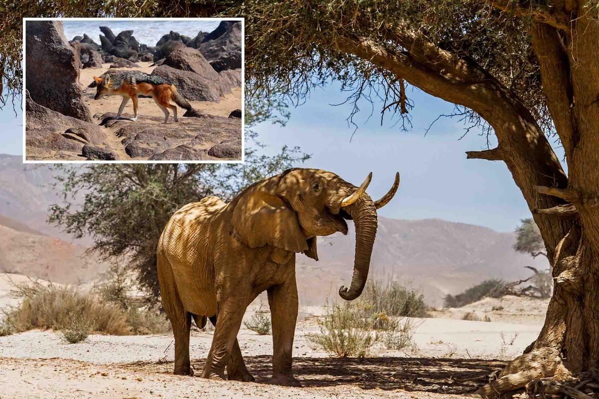 一頭公的沙漠象漫步在骷髏海岸國家公園邊界附近的荒涼地區。(Henk Bogaard/Shutterstock);插圖:納米比亞骷髏海岸的一隻豺狼。(Jiri Haureljuk/Shutterstock)