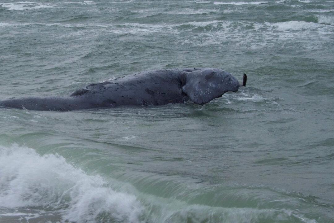 Rare Whale Found Dead Off Massachusetts May Have Been Entangled, Authorities Say