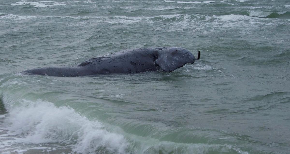 Rare Whale Found Dead Off Massachusetts May Have Been Entangled, Authorities Say