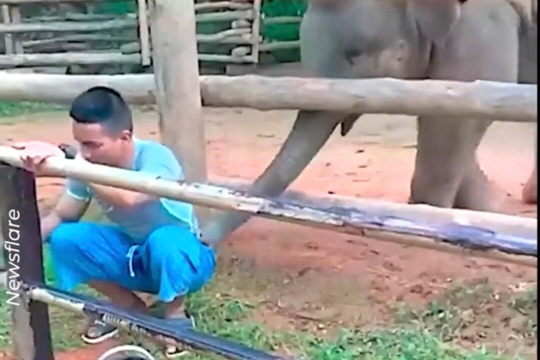 Too Cute! Playful Baby Elephant Prods Mahout With His Trunk