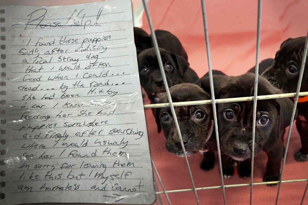 ‘Unnamed Man’ Drops Off Crate of Puppies With Heartbreaking Note on Doorstep—Here’s What It Said