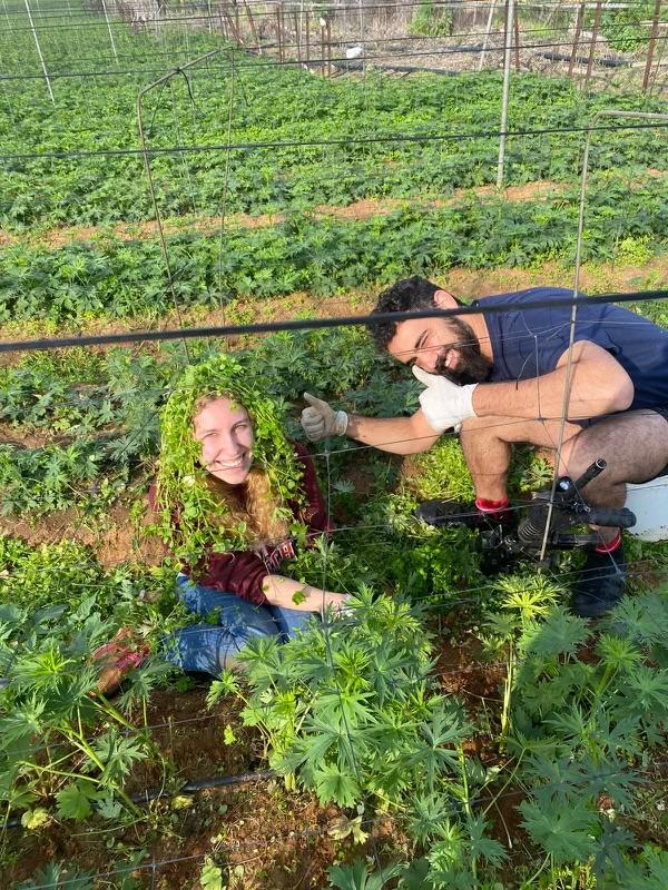 Jenny Judenberg of Atlanta (L) weeds a field in Israel, accompanied by an IDF reservist who served as armed guard for the young volunteers. (Courtesy of Jenny Judenberg.)