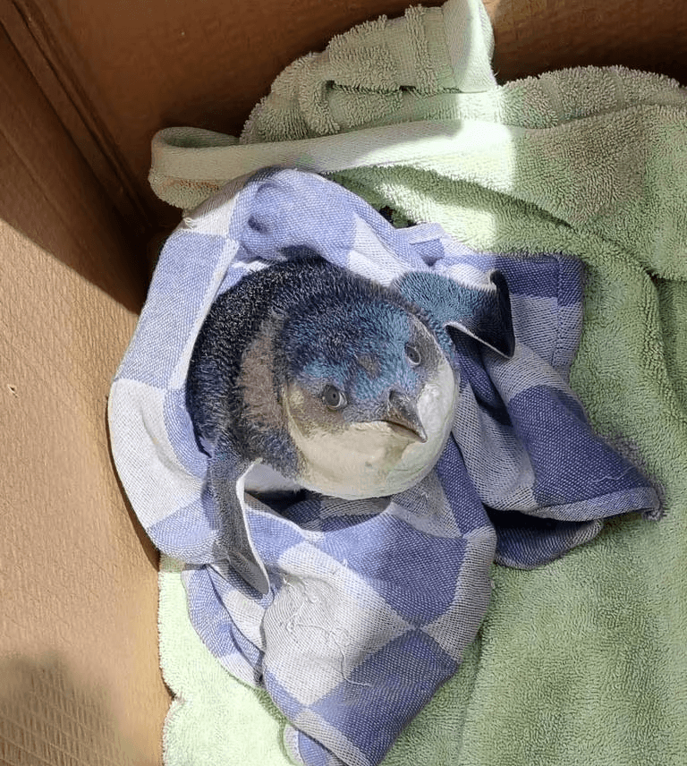 Manu the blue penguin was rescued from Wellington Airport during a heatwave. (Courtesy of Wellington International Airport)